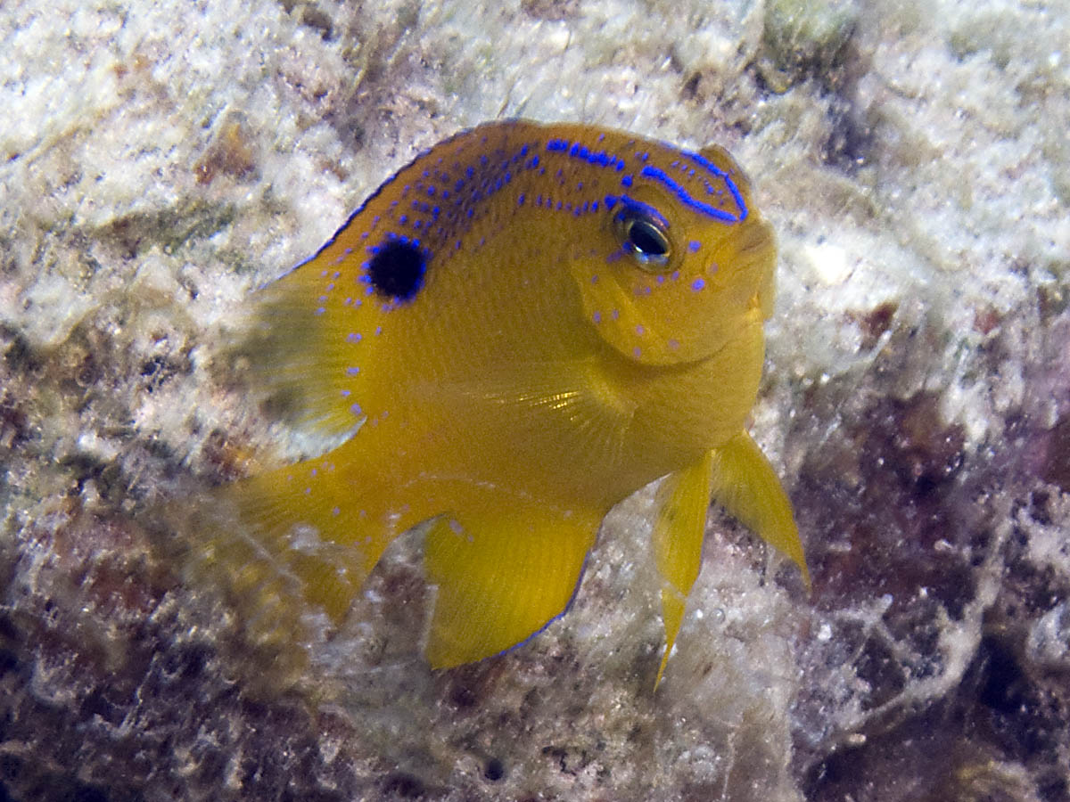 Longfin damselfish (juvenile)